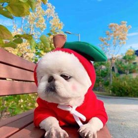 Dog Autumn And Winter Clothing Small And Medium Dog Love Two Legged Cat Cute Pet Clothing (Option: 1 Style-L)